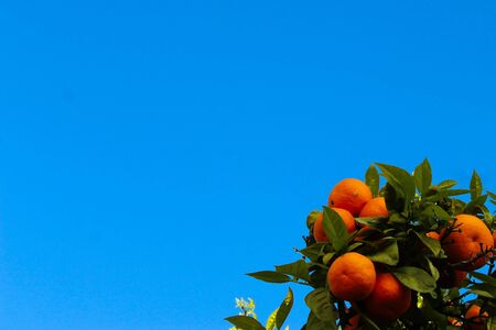 A group of ripe orange fruits on a branch with the sky in the background. Bannerの写真素材