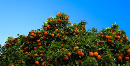 Orange citrus mandarin fruit branch with green leaves. Summer time garden photo. Blue sky...