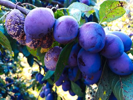 The group of the plums began to rot on the branch.の写真素材