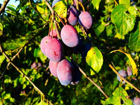 Ripe plums on a leaf branch, ready to harvest. Plums in the orchard.の写真素材