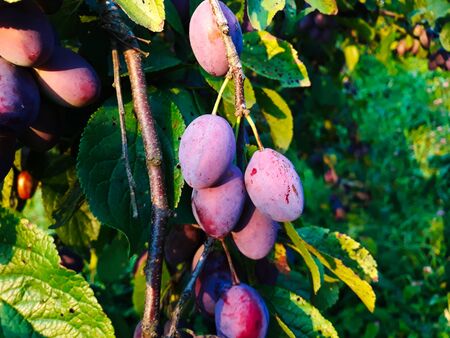Ripe plums on a leaf branch, ready to harvest. Plums in the orchard.の写真素材