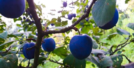 Ripe plums on a leaf branch, ready to harvest. Plums in the orchard.の写真素材