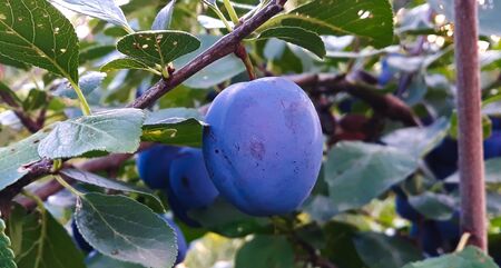 One ripe plum on a branch. Beautiful blue plum on the branch.の写真素材