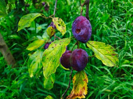 Ripe plums on a leaf branch, ready to harvest. Plums in the orchard.の写真素材