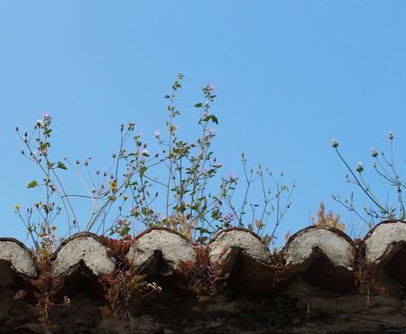 Plants growing on a house roof. Beja, Portugal.の写真素材