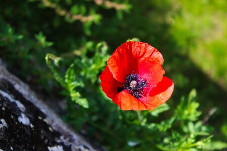 Red poppy flower. Papaver rhoeas, common poppy, corn poppy, corn rose, field poppy, Flanders poppy, red poppy. Beja, Portugal.の写真素材