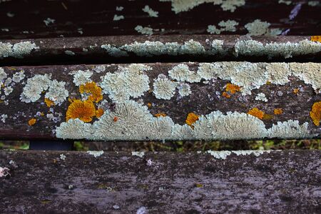 Yellow and white mold on the wooden bench. Beja, Portugal.の写真素材