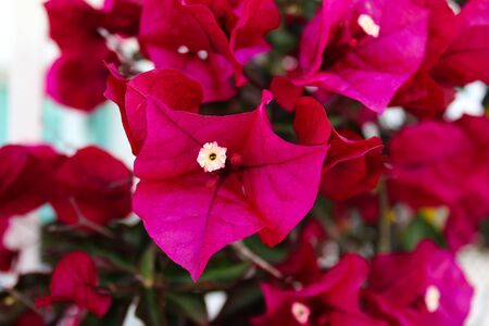 Bougainvillea spectabilis, known as great bougainvillea. A beautiful flower. Beja, Portugal.