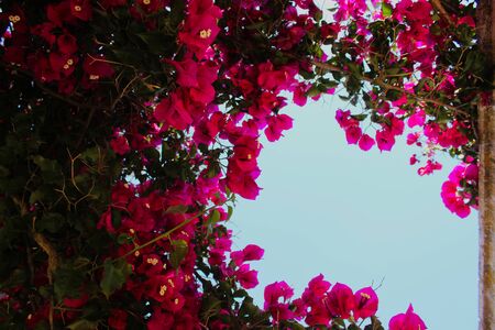 Great bougainvillea flowers with sky in the background. Beja, Portugal.の写真素材