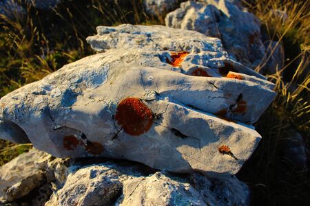 A colony of orange spots on a rock. Like gold on a stone. On the mountain Bjelasnica, Bosnia and...