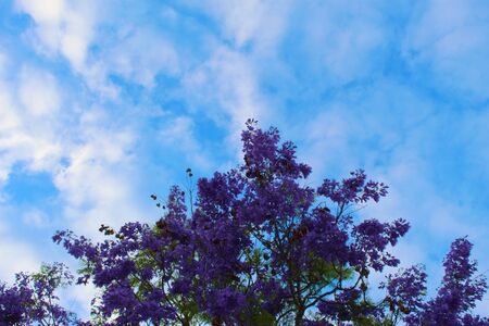 Jacaranda against blue sky with clouds, perfect composition of colors. Beja, Portugal.の写真素材