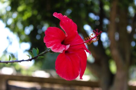 Close up with a red hibiscus flower, on the side. Details of anthers and pistils. Beja, Portugal.の写真素材