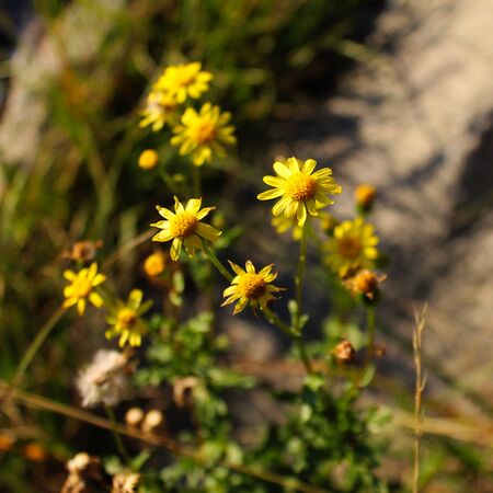 Beautiful yellow flowers from the Asteraceae family. On the mountain Bjelasnica, Bosnia and Herzegovina.の写真素材