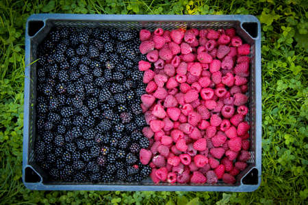 Crate full of raspberries and blackberries on grass. On the left side of the blackberry, on the...