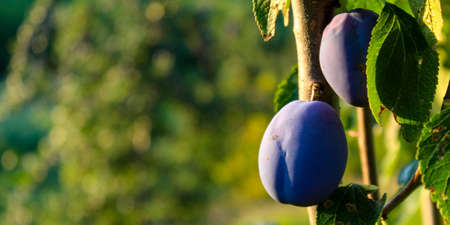 Banner. Blue ripe plums on a branch with leaves with a blurred background. Ideal background for copy text. ZavidoviÄi, Bosnia and Herzegovina.の写真素材