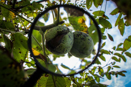 Walnut fruit enlarged with a magnifying glass. Ripe walnut inside a cracked green shell on a branch...