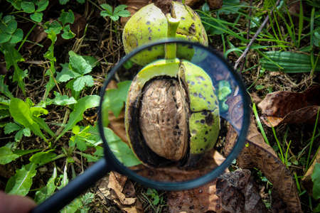 Walnut fruit inside the cracked green shell of the walnut on the ground is magnified through a magnifying glass. Zavidovici, Bosnia and Herzegovina.の写真素材
