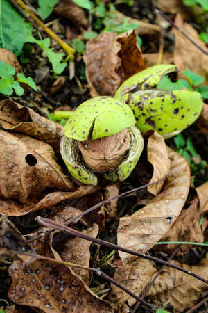 Vertical shot. A photograph of a walnut inside a cracked green shell. Beneath the walnuts are dry...