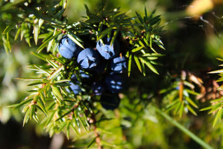 Ripe blue juniper berries on a branch between green needles. Juniperus communis fruit. Bjelasnica Mountain, Bosnia and Herzegovina.の写真素材