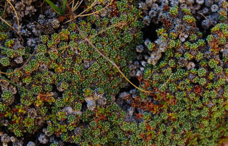 Small wild Sempervivum growing on stone in large numbers. Bjelasnica Mountain, Bosnia and...