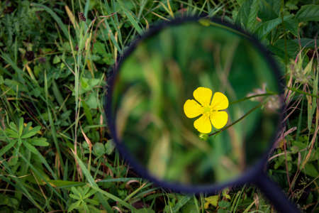 A small yellow flower in the grass magnified with a magnifying glass. The study or research in the...