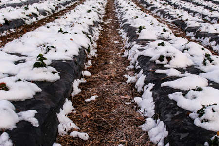 Snow fell on strawberry plants. Snow on the rows of strawberries covered with plastic black foil and between the inter-row space covered with straw. Zavidovici, Bosnia and Herzegovina.の写真素材