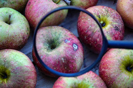 One apple magnified with a magnifying glass compared to the others in the crate where the other...