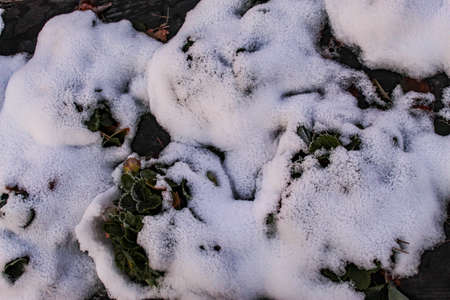 Snow fell on strawberry plants. A snow-covered strawberry plant, some strawberry leaves protruding...