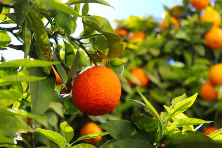 Ripe orange on the branches of a tree. Orange fruit among green leaves. The sky in the background. Green leaves. Citrus plant. Citrus fruit. Faro, Portugal.の写真素材