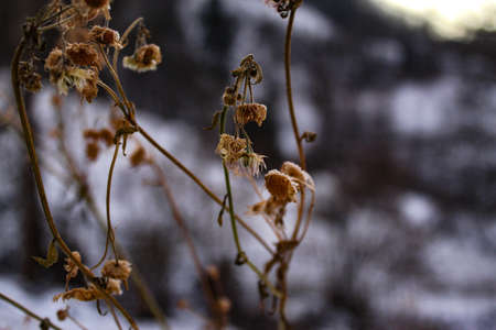 Dried daisy plant in winter. Dry daisy above the snow. Winter. Zavidovici, Bosnia and Herzegovina.の写真素材