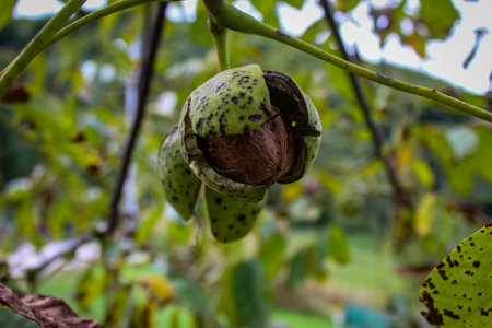 Walnut on a branch with a cracked shell. The fruit of the walnut is seen inside the green shell. Zavidovici, Bosnia and Herzegovina.の写真素材