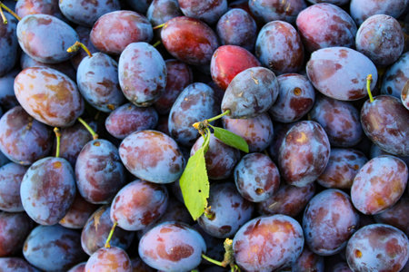Ripe plums. Plums with a few leaves. Close up of fresh plums, top view. Macro photo food fruit plums. Texture background of fresh blue plums. Image fruit product. D'Agen French prune plum.の写真素材