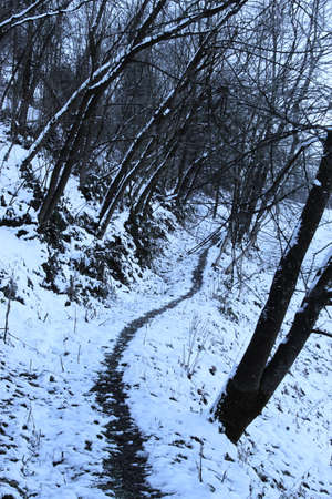 A path through the snow into the woods. Walking path through the snow.