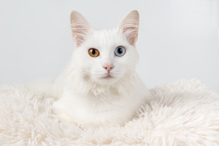 White cat with different colored eyes. White odd-eyed cat, sitting on a cushionの写真素材