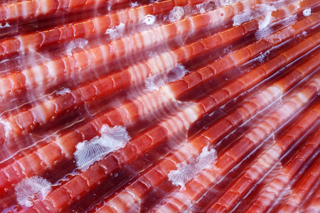 Extreme close up of a red seashell. Macro texture background. Shallow depth of fieldの写真素材