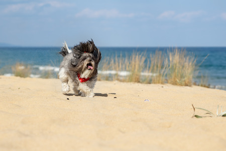 Cute Bichon Havanese dog running happily on the beach. Summer is coming. Selective focus and shallow depth of fieldの写真素材
