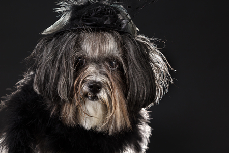 Funny close portrait of a cute Bichon Havanese dog dressed with black vintage hat and scarf. Backlit on black backgroundの写真素材