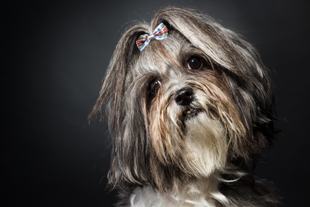 Close studio portrait of a cute Bichon Havanese dog with ribbon bow, tilted head on black background. Space for textの写真素材