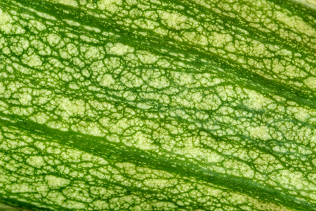 Extreme close up of the skin of a fresh green zucchini. Macro texture food backgroundの写真素材