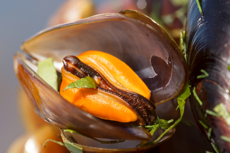 Extreme close up of a mussel in a shell, boiled with lovage. Shallow depth of field, focus on the...