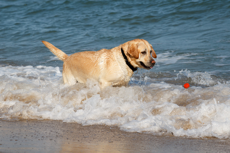 Beautiful Labrador Retriever dog playing on the beach, fetching plastic bottle out of the sea waterの写真素材