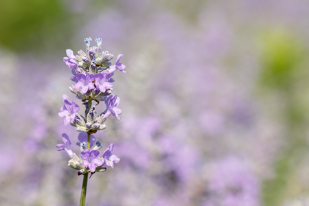 Macro shot of a beautiful lavender blossom on a bright sunny day against blurred natural purple green backgroundの写真素材