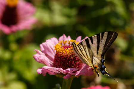 Macro of a Swallowtail Papilionidae butterfly on a zinnia elegans flower against blurred natural background on a bright summer dayの写真素材