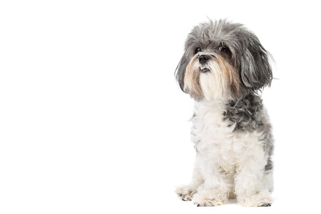 Studio portrait of an adorable grey and white Bichon Havanese dog with underbite and cute bristling...