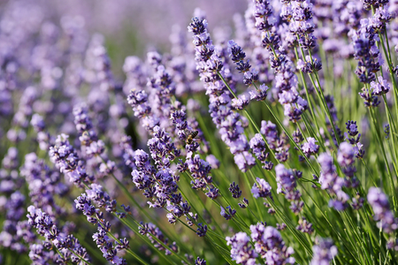 Close up of lavender flowers with a bee collecting nectar on a blossom. Beautiful natural purple green background. Shallow depth of fieldの写真素材