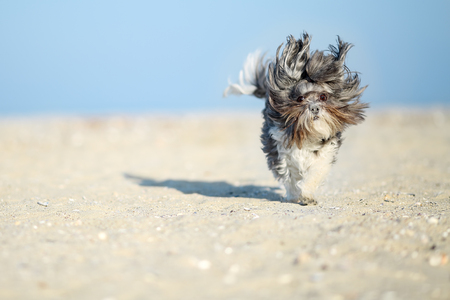 Adorable, happy and funny Bichon Havanese dog with sand on the muzzle running on the beach with flying ears and hair on a bright sunny day. Shallow depth of field, focus on the eyes. Space for textの写真素材
