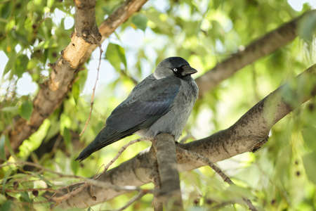 Young Western jackdaw (Corvus monedula) sitting on a branch of a European nettle tree (Celtis australis) and looking curiously to the cameraの写真素材