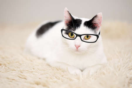 Portrait of a beautiful white cat with black spots, wearing trendy prescription glasses