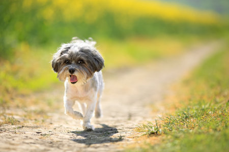 Cute Bichon Havanese dog with summer haircut running on a path between blurred rape flowers in blossom, on a sunny dayの写真素材