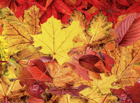 Autumn Leaves Background Abstractの写真素材